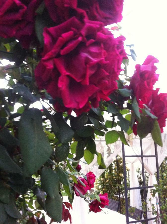 Villa Dei Cedri สกาเลอา ภายนอก รูปภาพ